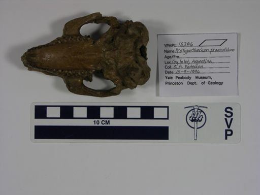 Protypotherium attenuatum