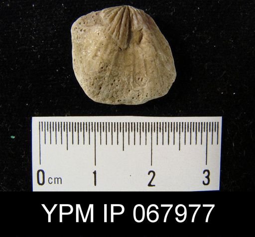 Orthostrophia strophemenoides