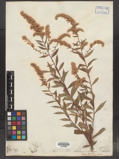 Solidago ulmifolia