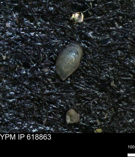 undet. Ostracoda