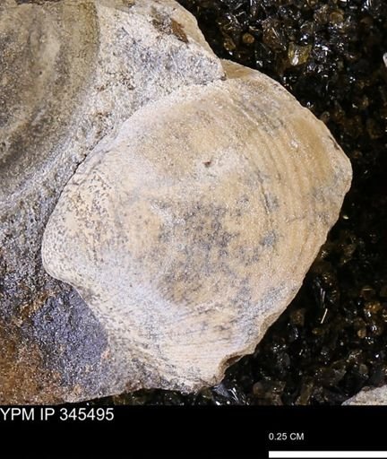 Limopsis striatopunctatus