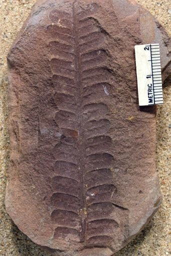 Pecopteris
