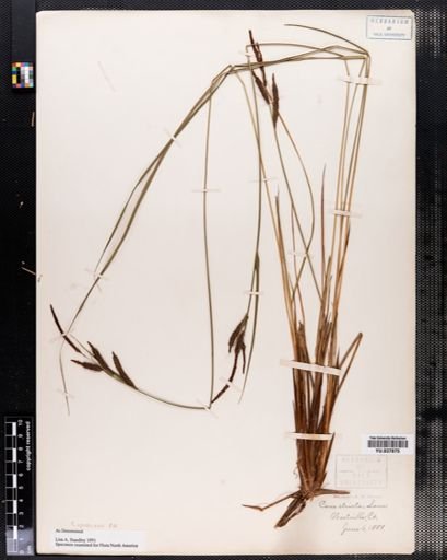 Carex stricta