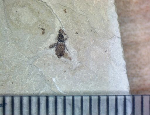 undet. Coleoptera