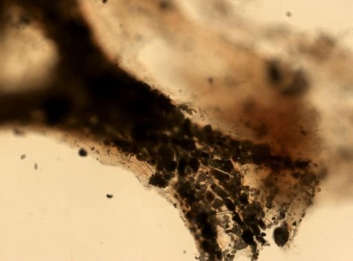 Ircinia strobilina