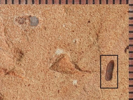 undet. Coleoptera