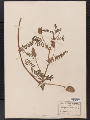 Astragalus