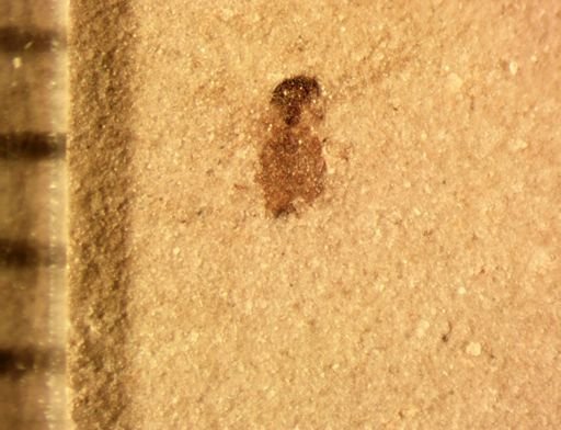 Diptera?