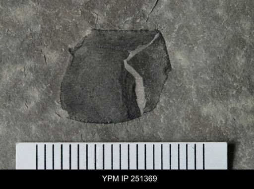 undet. Eurypterida