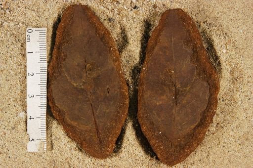 Angiospermopsida