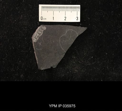 Limoniidae