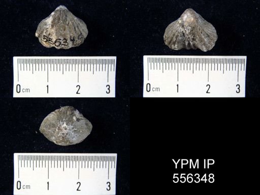 Rhynchotrema altiplicata