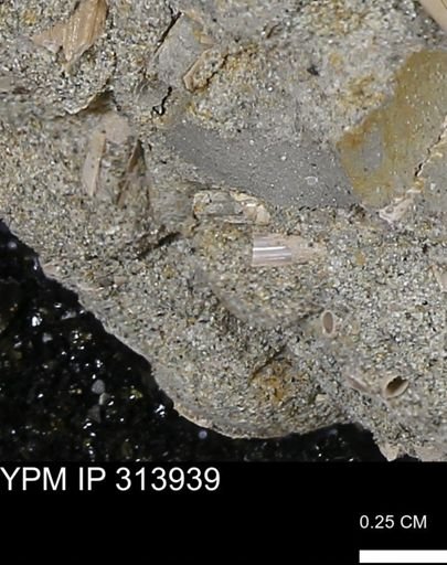 undet. Scaphopoda