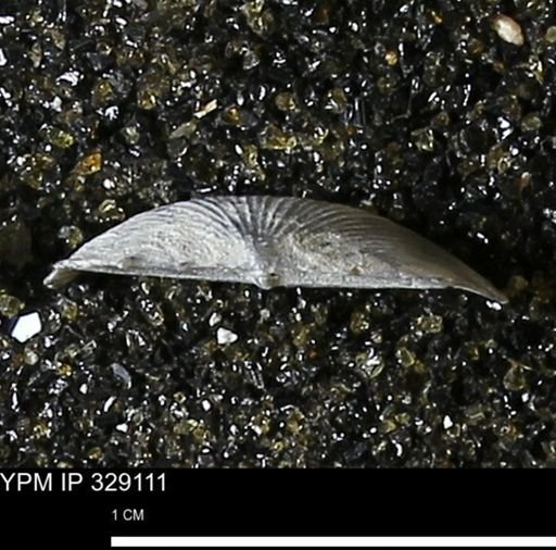 Chonetes scitulus