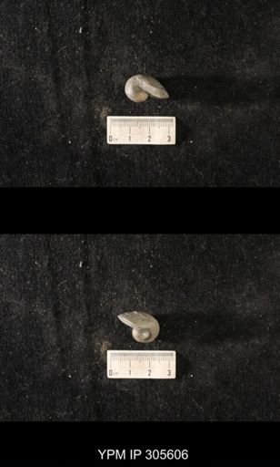 Sinuites bilobatus