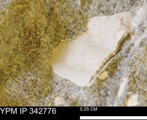 undet. Mollusca