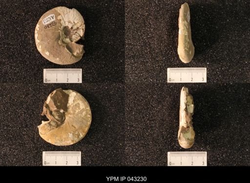 Hoploscaphites nicolletii