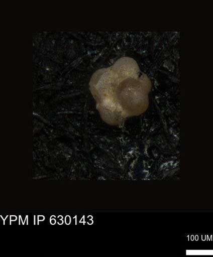 undet. Foraminiferida