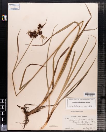 Scirpus atrovirens
