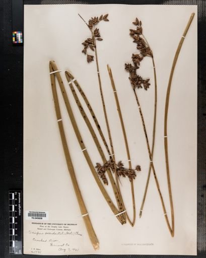 Scirpus acutus