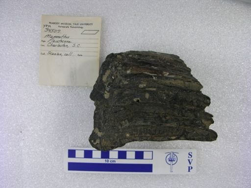 Mammuthus sp.