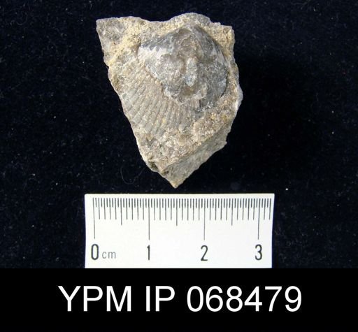 Hesperorthis sp.