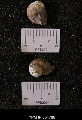 undet. Gastropoda