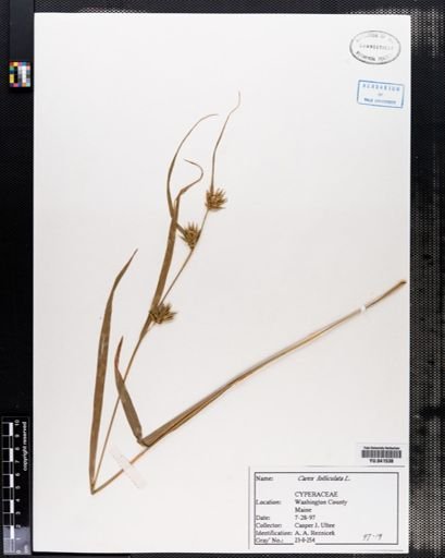Carex folliculata