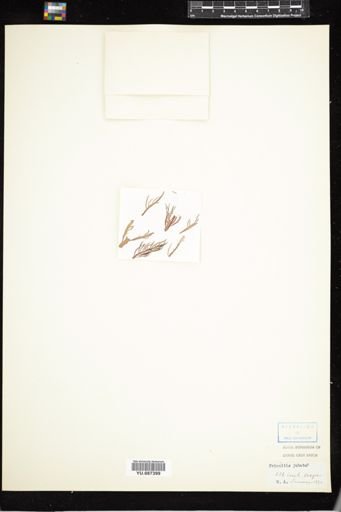 Prionitis jubata