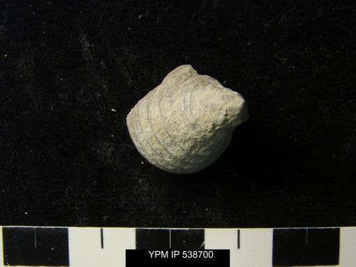 Cyclonema sp.