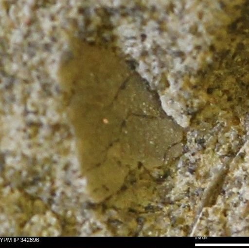 undet. Mollusca