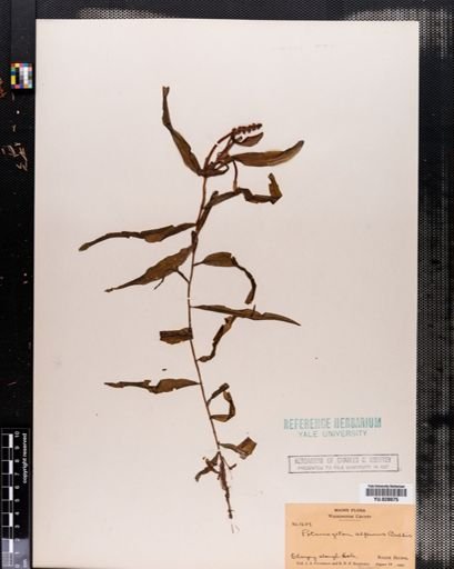 Potamogeton alpinus
