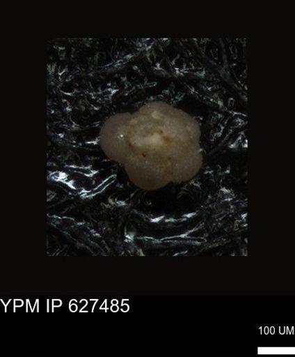 undet. Foraminiferida