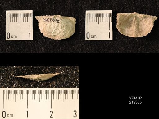 Chonetes granulifer