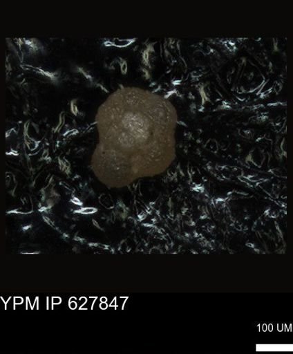 undet. Foraminiferida
