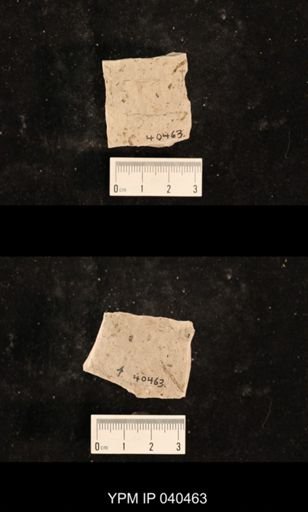 Liomopterum sp.