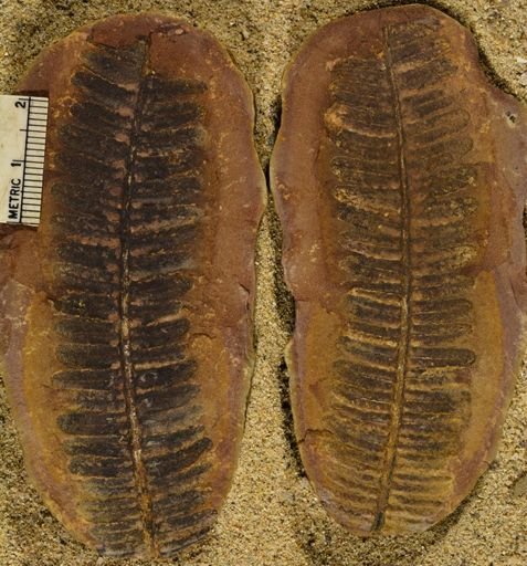 Pecopteris sp.
