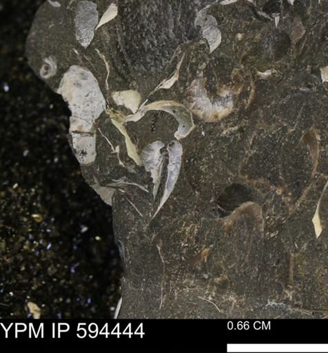 undet. Bivalvia