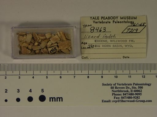 Allognathosuchus sp.