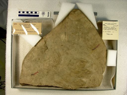 Chirotherium barthi