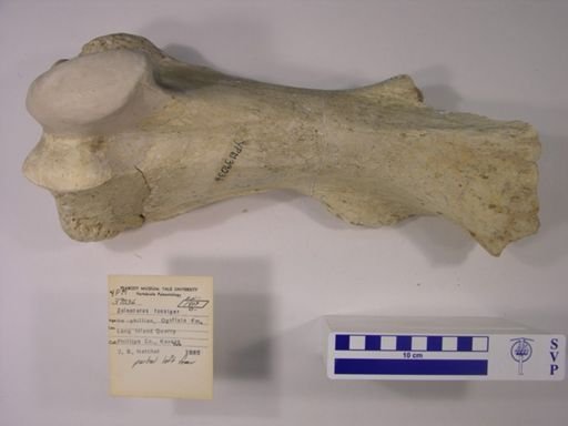 Teleoceras fossiger