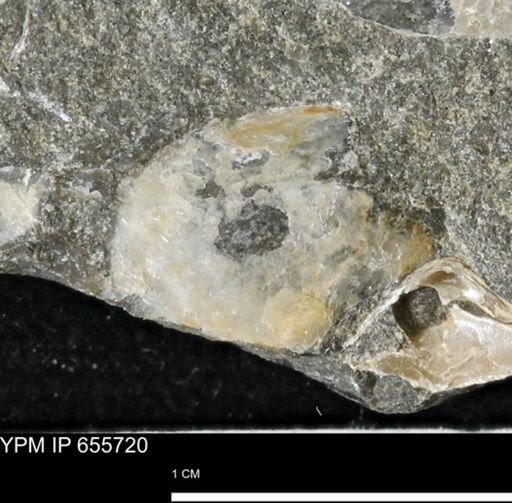 undet. Mollusca