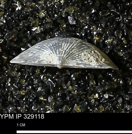 Chonetes scitulus