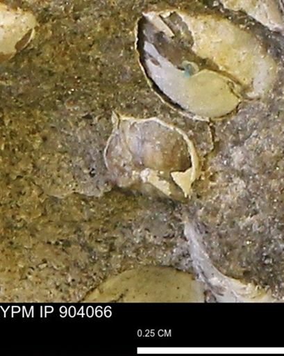 Corbulamella?