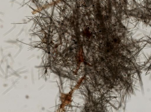 Halichondrida