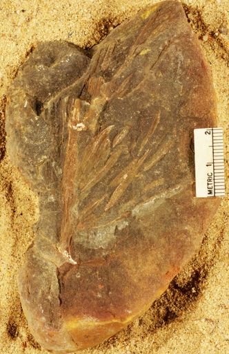 Asterophyllites longifolius