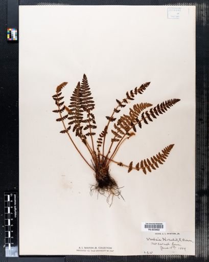 Woodsia ilvensis