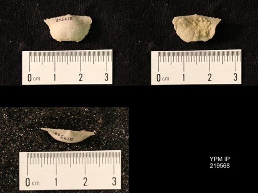 Chonetes granulifer
