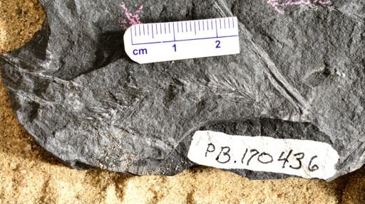 Asterophyllites sp.