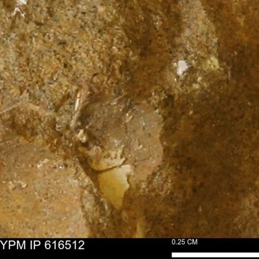 Protocardia subquadrata